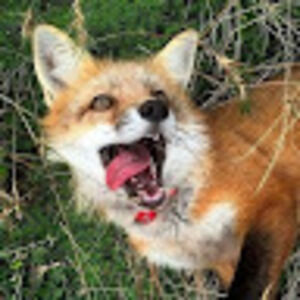 Meet your Posher, Jane